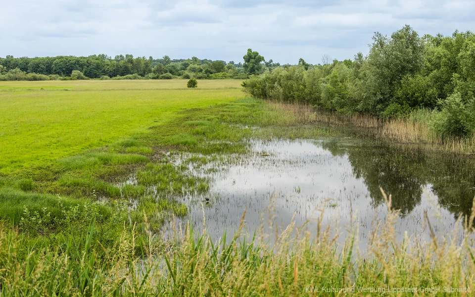 Lippeaue uiterwaard kopgebied