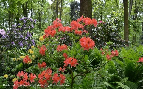 Rhododendrenpark Bad Sassendorf