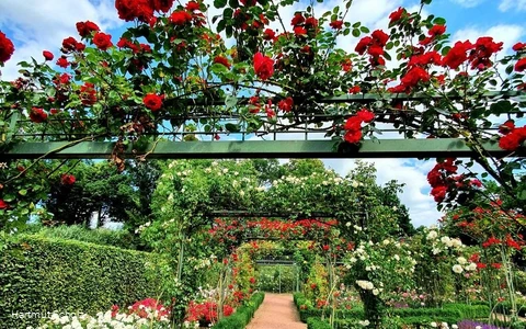 Rosengarten Bad Sassendorf