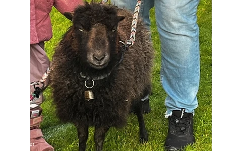 Hof Huxhardt - Schafspaziergänge