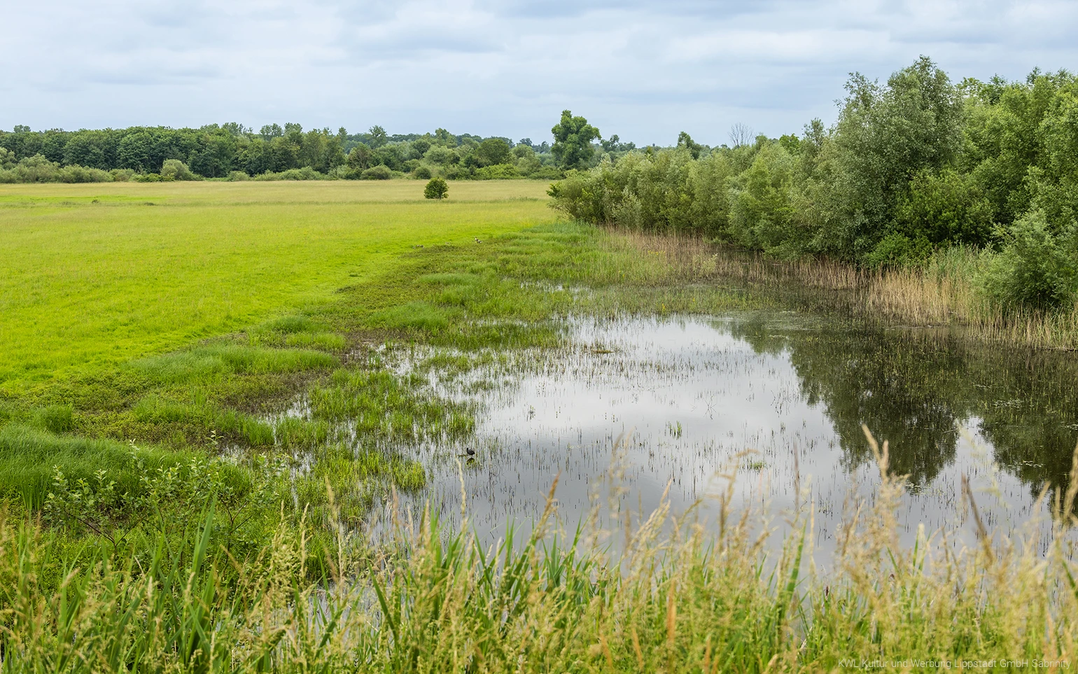 Kopfbereich Lippeaue