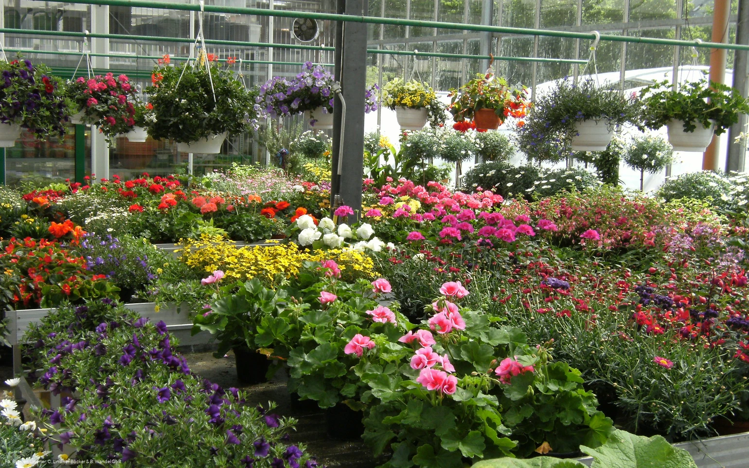 Blumen Lindner (6).jpg