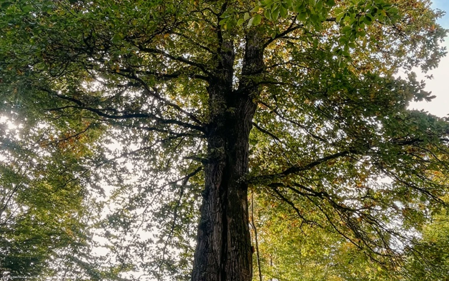 Naturdenkmal Lucaseiche am Rothaarsteig