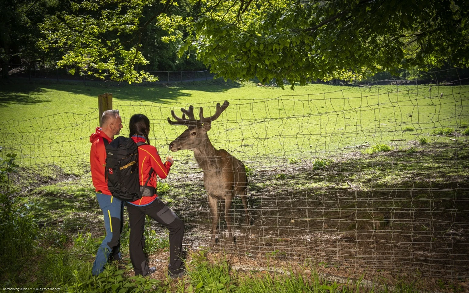 Zwei Wanderer füttern einen Hirsch im Tierpark Donsbach