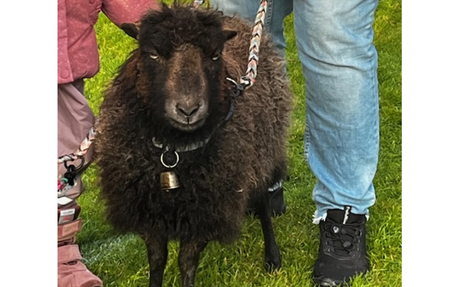 Hof Huxhardt - Schafspaziergänge