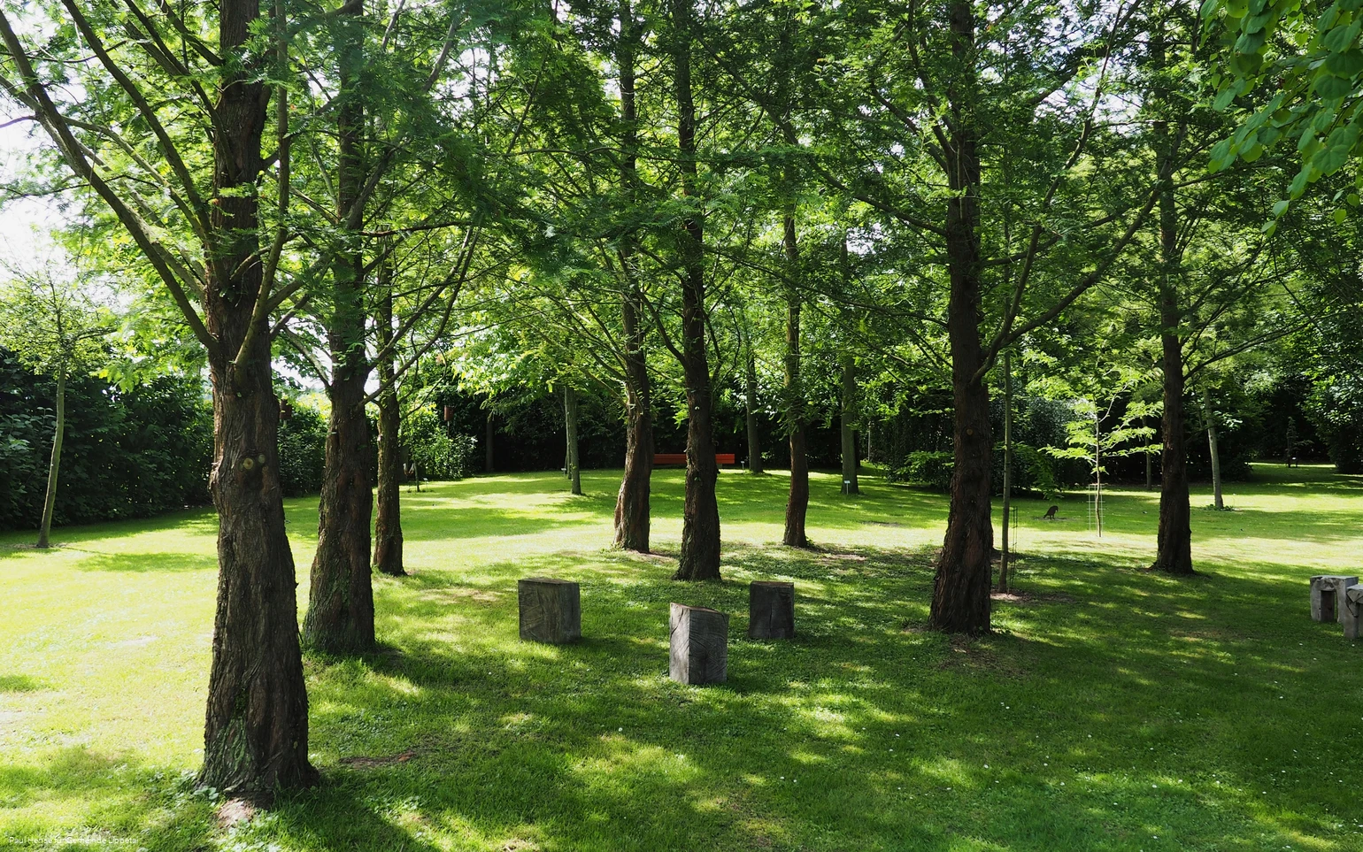 LIPPETAL - Arboretum Hense.jpg