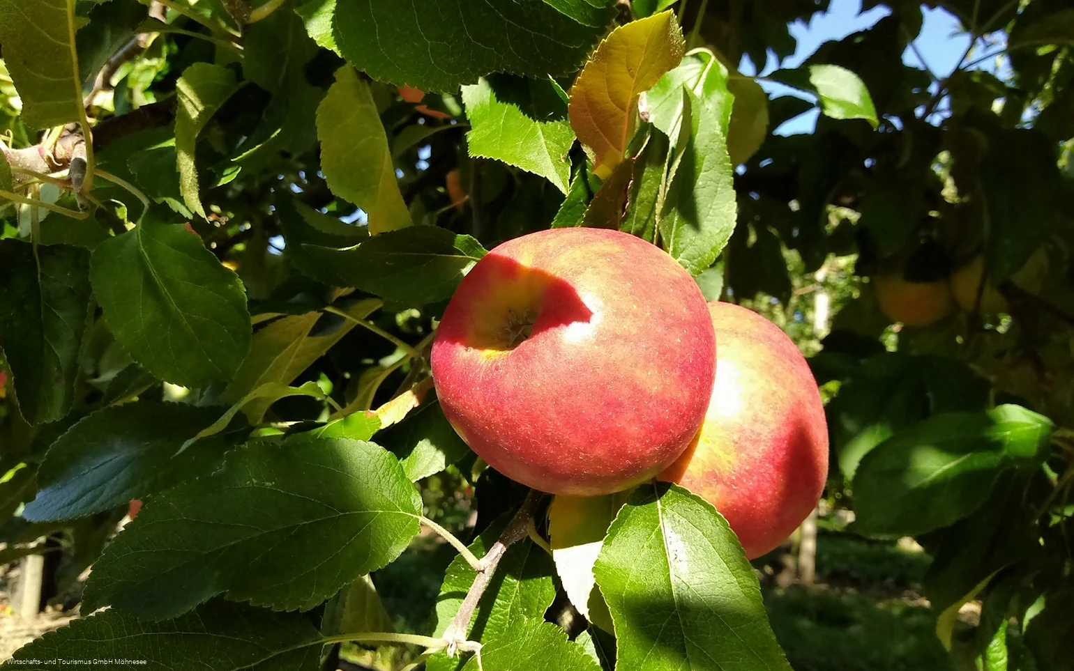 Image-4.jpg