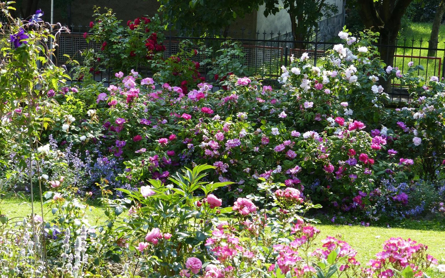 Rosengarten_unten_3000.jpg