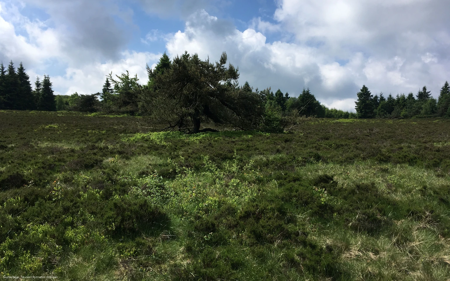 Landschaft am Wanderweg W6 