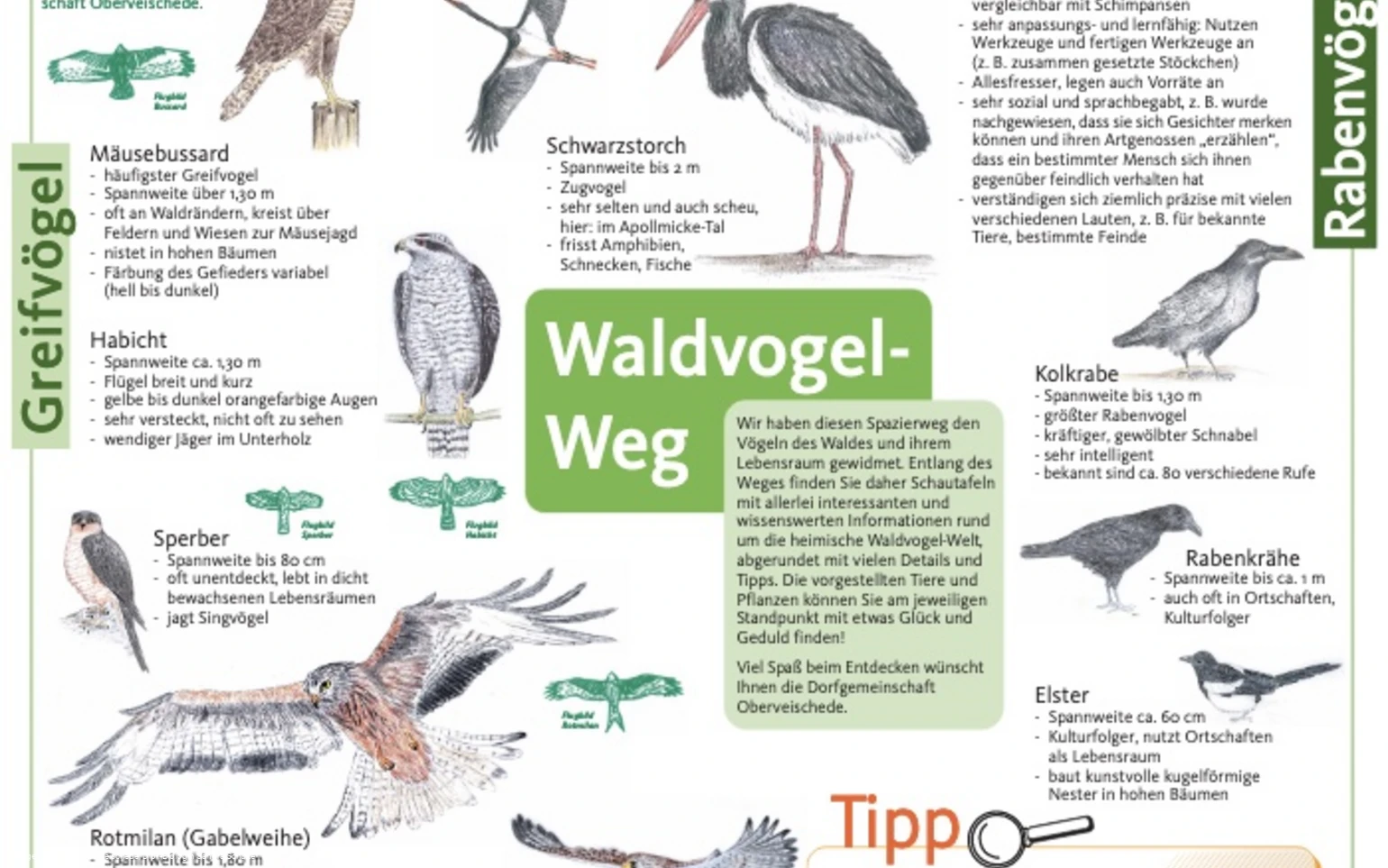 Waldvogelweg Oberveischede