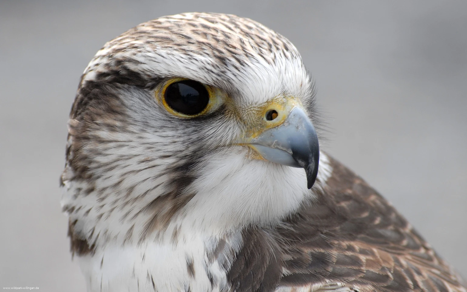 Falke_c__Wild-_und_Freizeitpark_Willingen.jpg.jpg