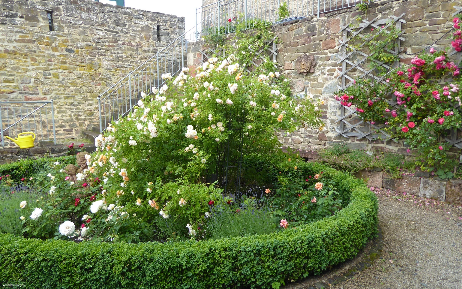 Rosengarten in Battenberg (Eder)