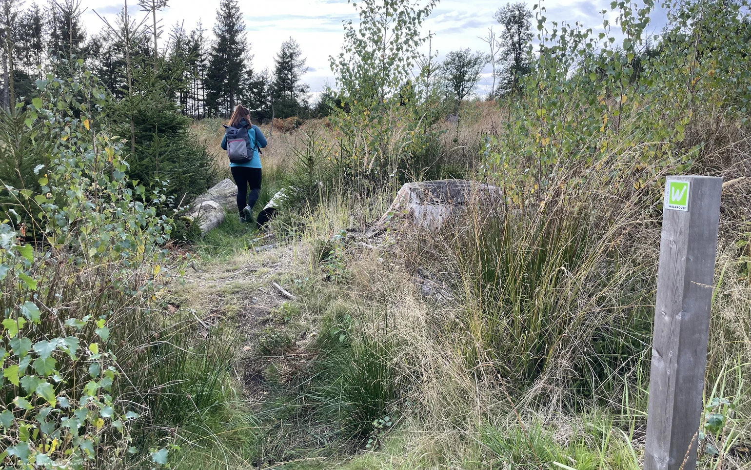 Sauerland-Waldroute Etappe Lattenberg-Neuhaus (c) Janine Plugge_CC-BY-SA (36).jpeg