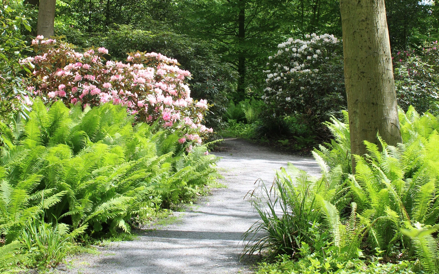 Rhododendrenpark Bad Sassendorf