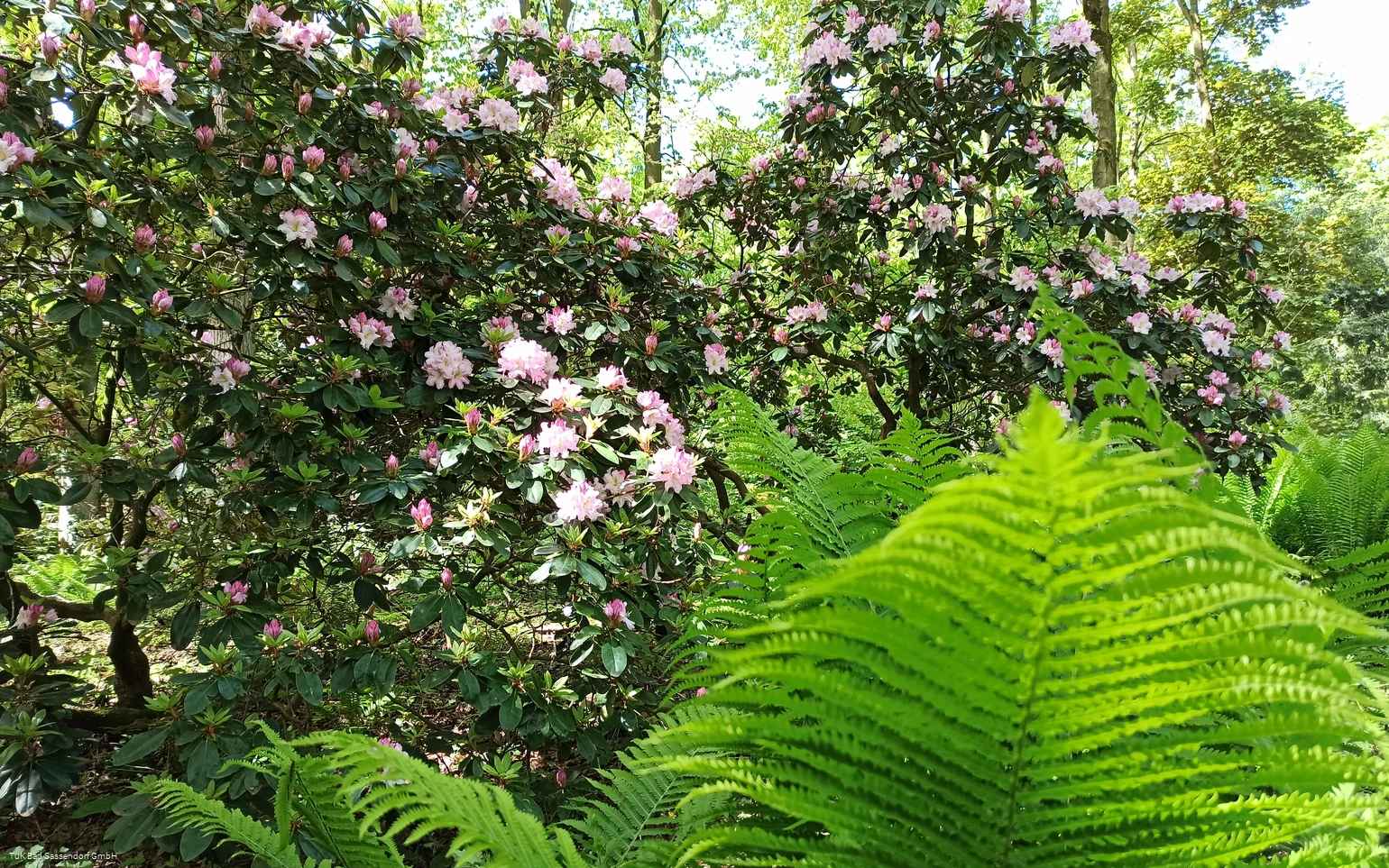 Rhododendrenpark Bad Sassendorf
