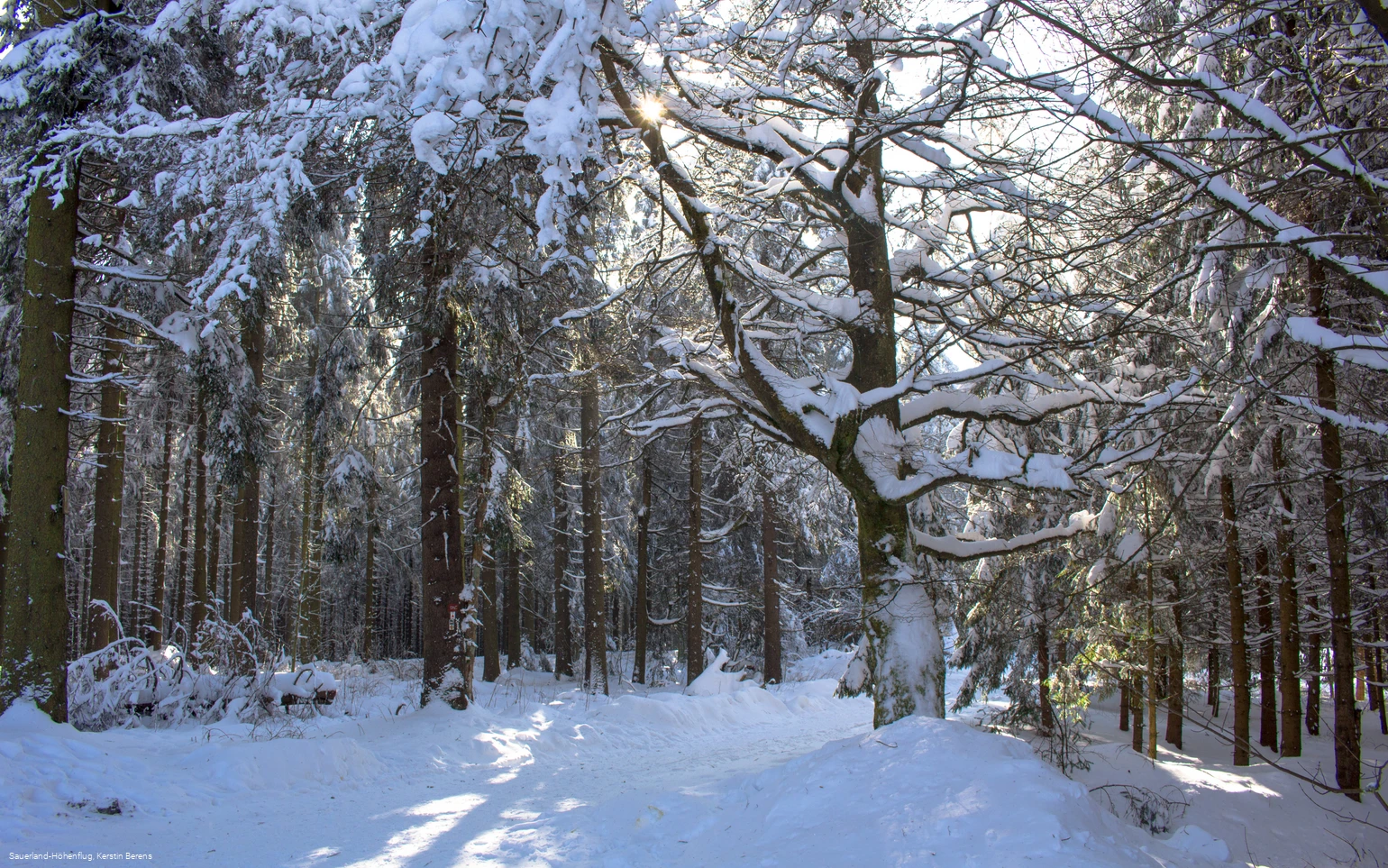 Winterwald