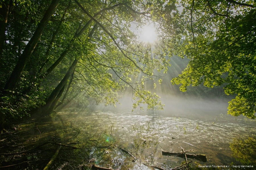 Die Sonne bricht durch die Äste der Bäume rund um die Almequellen.