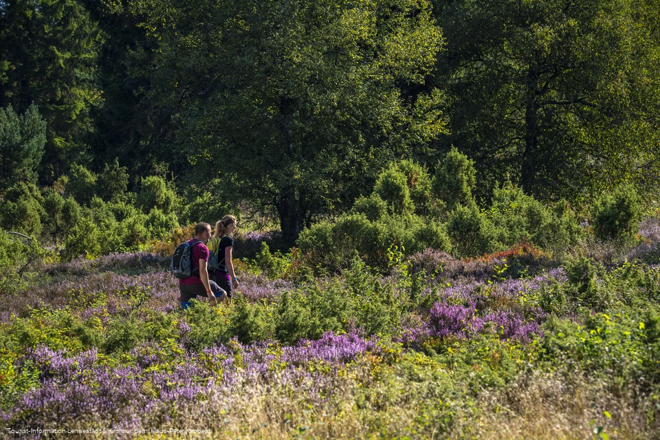 Wandern in der Heinsberger Heide