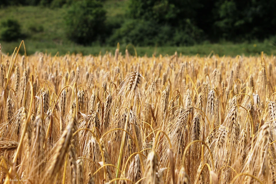 Feld DA.jpg