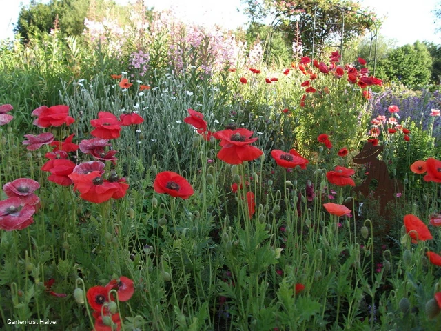 Bunte, blühende Wiesen im Schaugarten