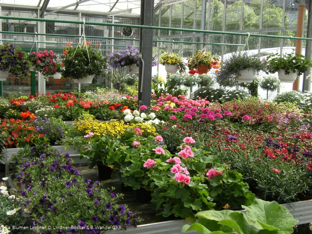 Blumen Lindner (6).jpg