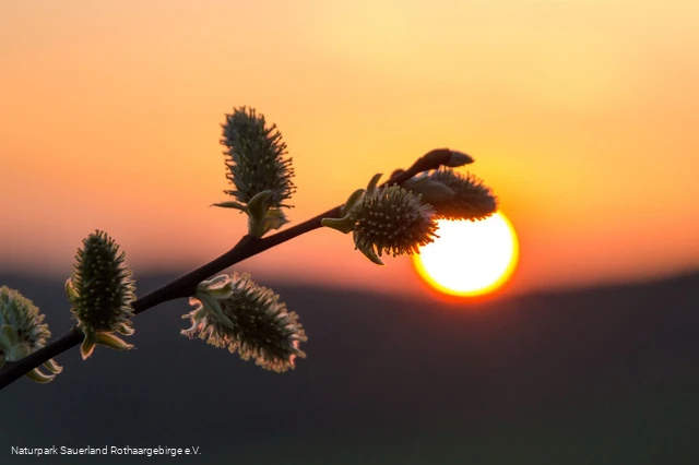... Sonnenuntergangsstimmung im Märkischen Sauerla