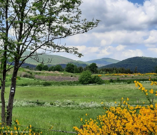 Geführte Wanderungen in Medebach