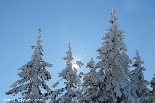 Verschneite Tannenspitzen