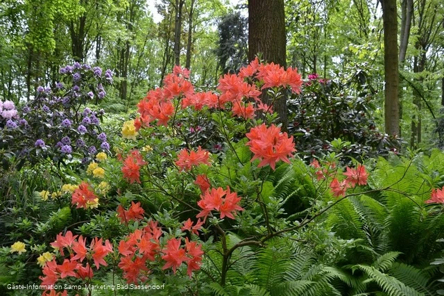 Rhododendrenpark Bad Sassendorf