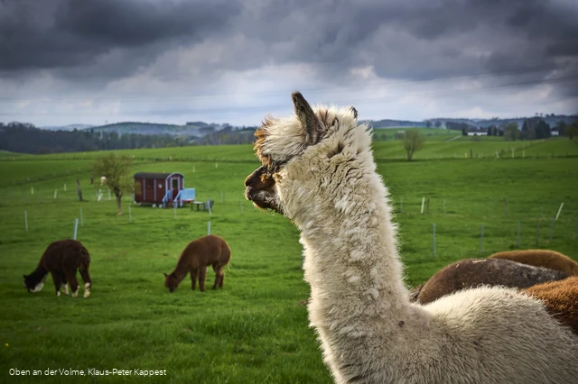 Alpakafarm Inti