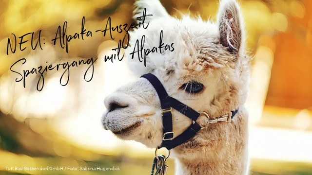 Alpaka-Spaziergang im Kurpark Bad Sassendorf