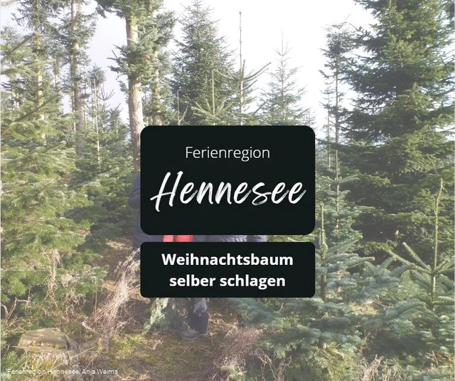 Weihnachtsbaum selbst schlagen