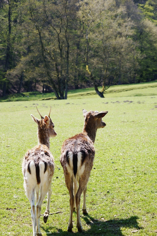 Wildpark Völlinghausen