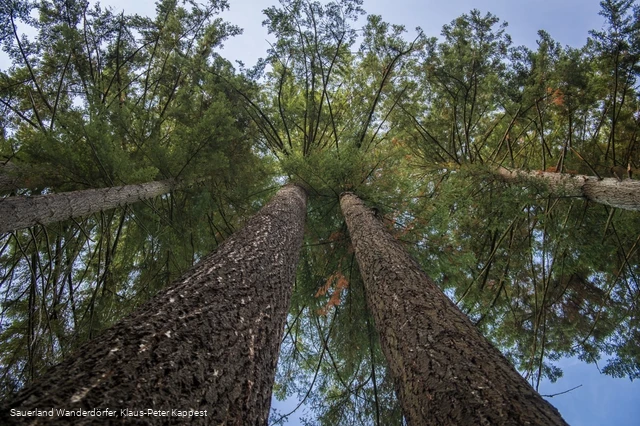Himmelssäulen bei Medebach-Glindfeld