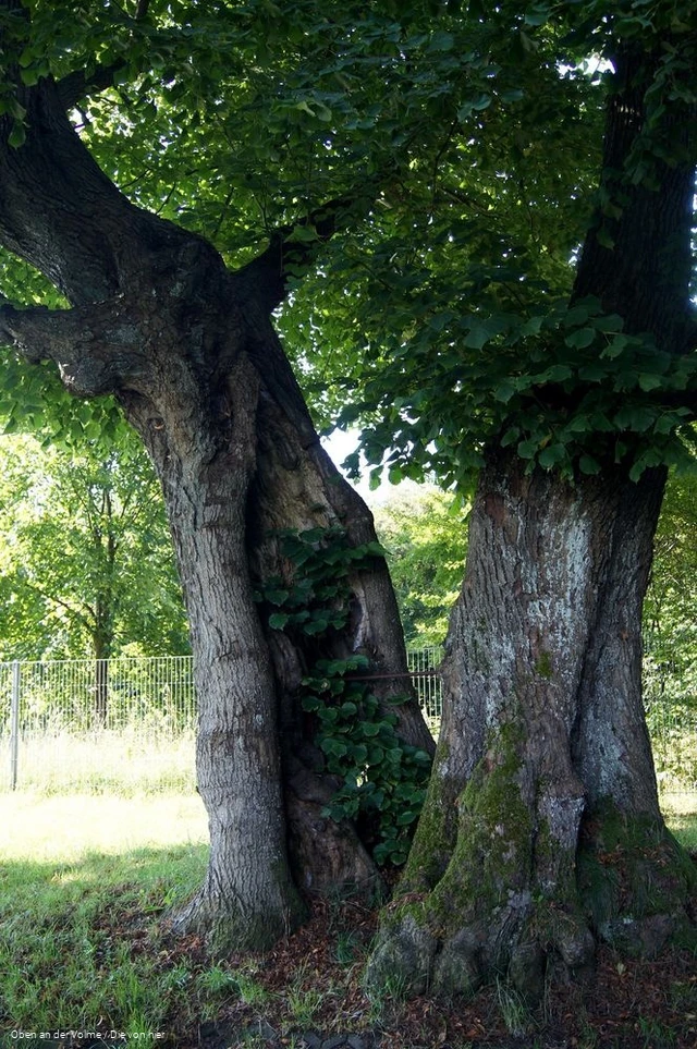 Die alte Gerichtslinde in Kierspe