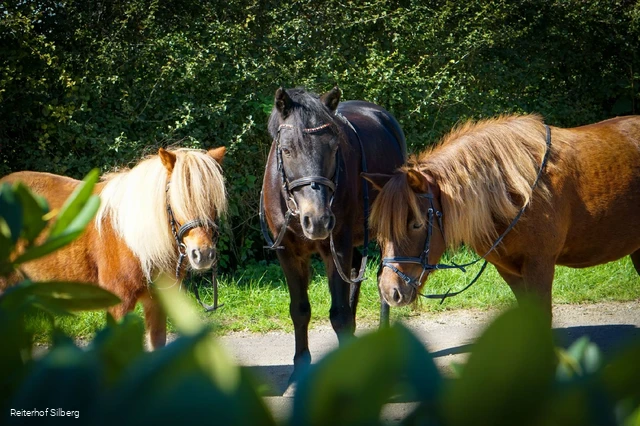 Bild Pferde©Reiterhof Silberg.jpg