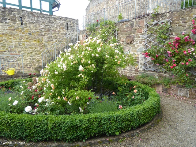 Rosengarten in Battenberg (Eder)