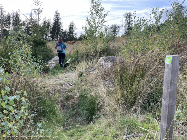 Sauerland-Waldroute Etappe Lattenberg-Neuhaus (c) Janine Plugge_CC-BY-SA (36).jpeg