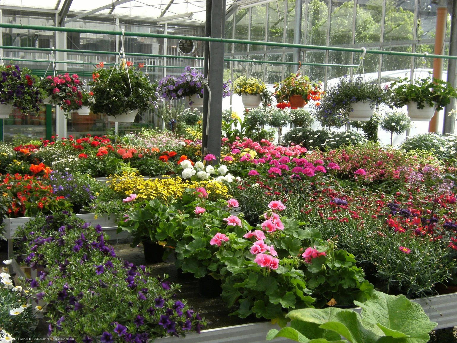 Blumen Lindner (6).jpg