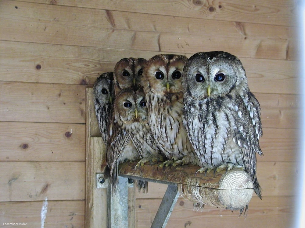 Ausgewöhnungsstation Essenthoer Mühle