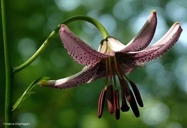 Türkenbundlilie Türkenbundlilie