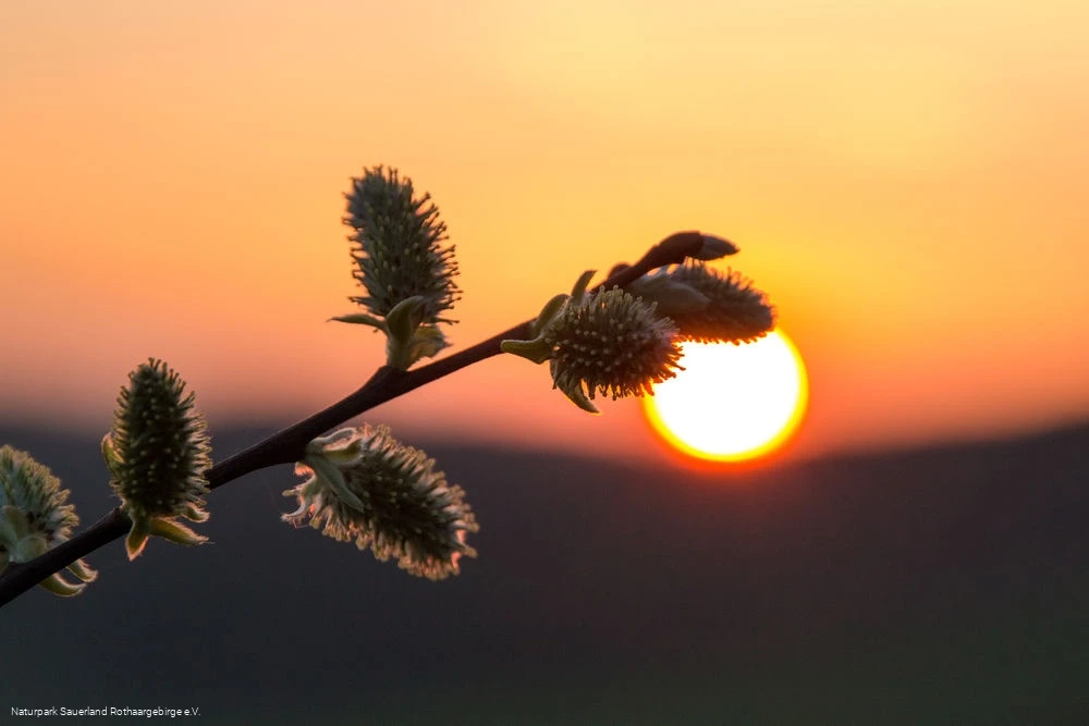 ... Sonnenuntergangsstimmung im Märkischen Sauerla ... Sonnenuntergangsstimmung im Märkischen Sauerla