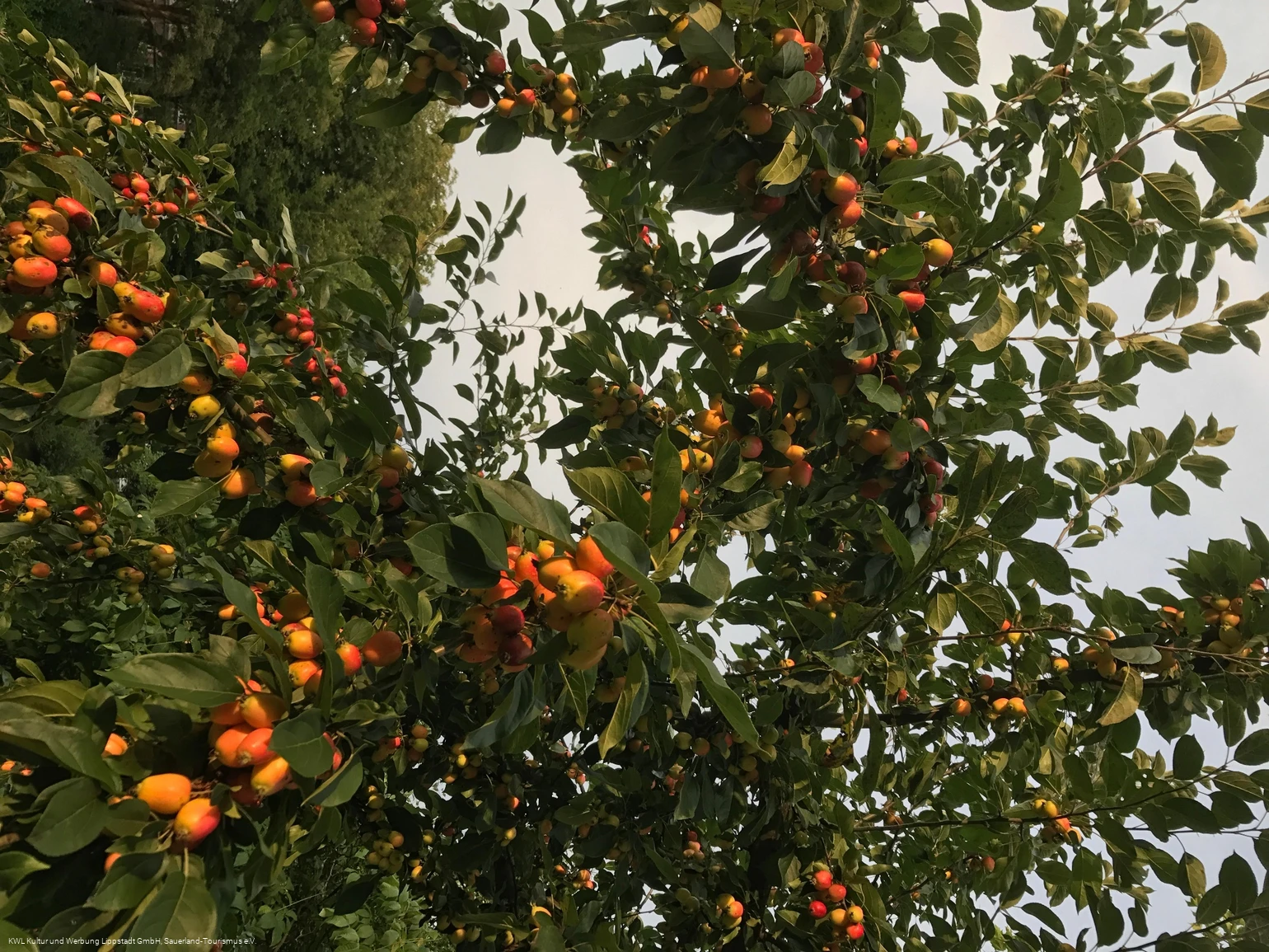 Baum in Lippstadt