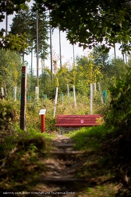 Kirschwald Kirschwald