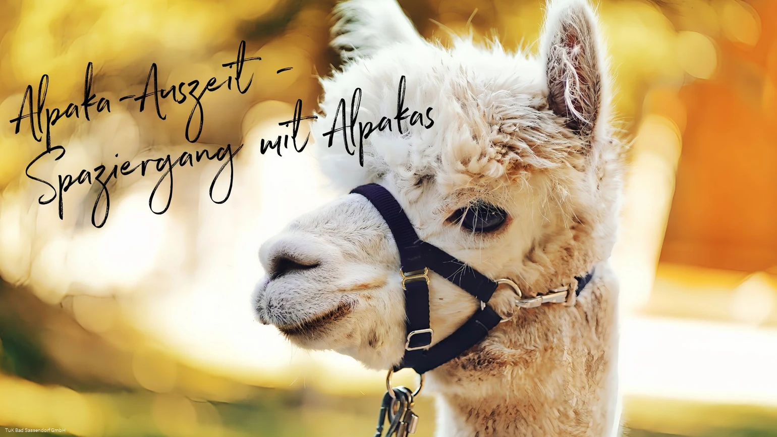 Alpaka-Spaziergang im Kurpark Bad Sassendorf Alpaka-Spaziergang im Kurpark Bad Sassendorf