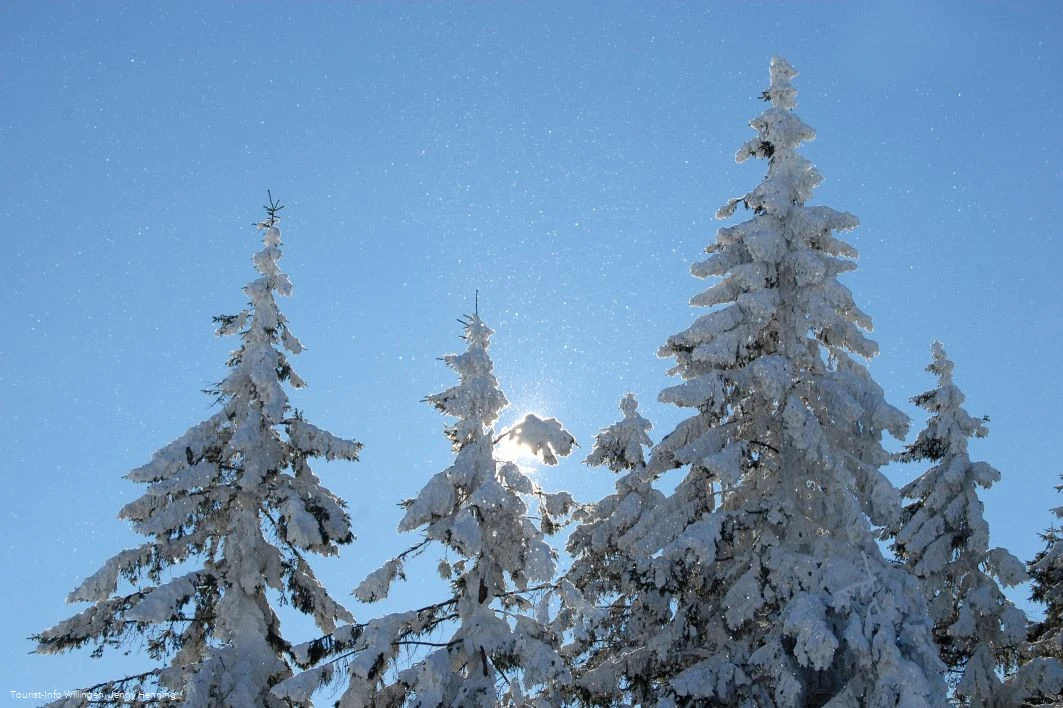 Verschneite Tannenspitzen