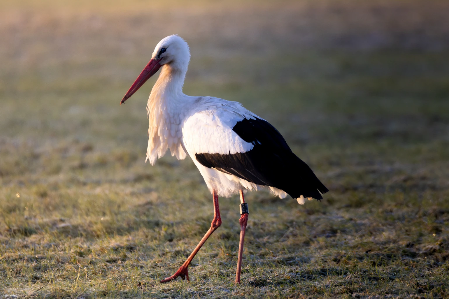 Storch (c) Tim Seiffert.jpeg