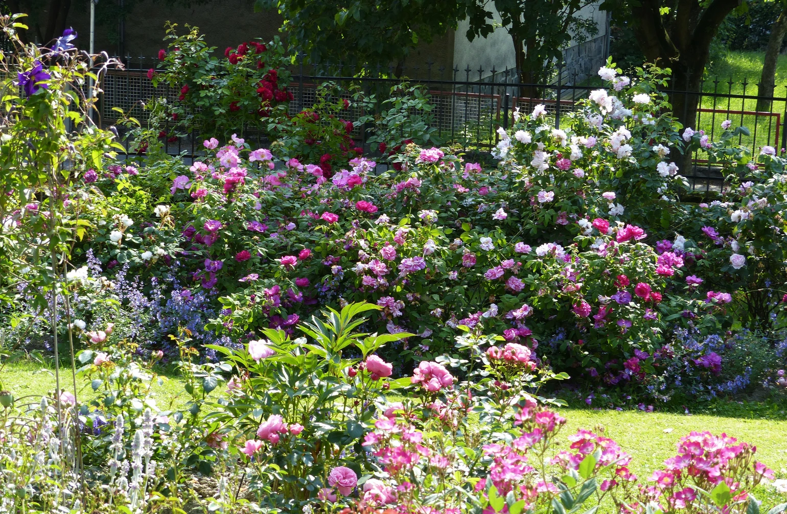 Rosengarten_unten_3000.jpg