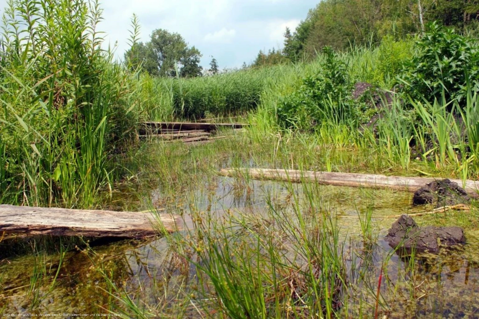 Naturschutz- & Naherholungsgebiet Muckenbruch  Moorentnehme