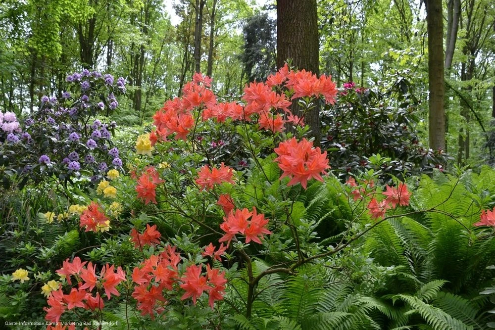 Rhododendrenpark Bad Sassendorf